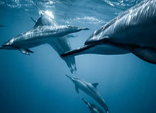 如意体育在线网站-已救起17人,其中2人遇难!中国海警海上搜救仍在进行